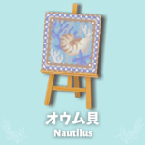 オウム貝 [Nautilus]